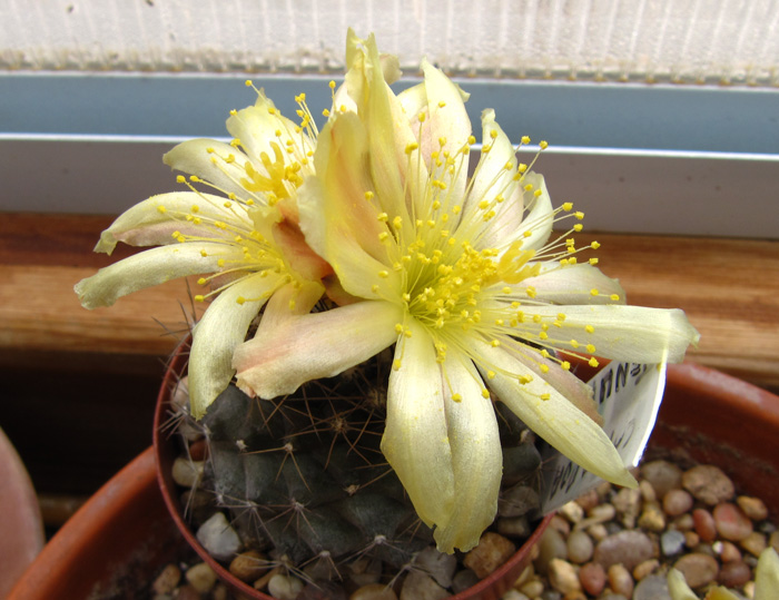 Copiapoa tenuissima